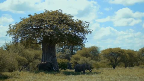 Two magnificent mammals in shade of tall wide baobab