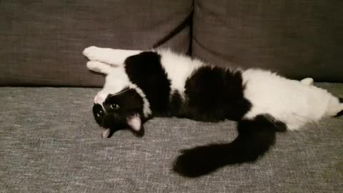 Funny Cat Dora Wants to Relax