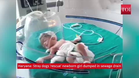 Caught on cam: Stray dogs 'rescue' newborn girl dumped in sewage drain in India