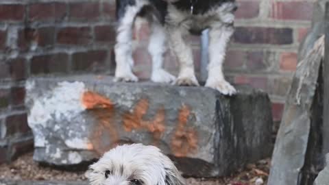 2 dogs sitting on concrete