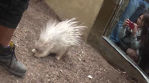 Strange Albino Porcupine #shorts #viral #shortsvideo #video