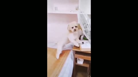 Cute pets clever dog,funny video competitons,