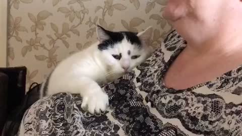 Loving Cat Adorably Hugs His Owner