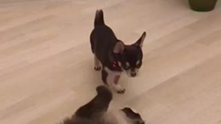 Cat playing eith small black chihuahua