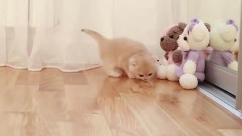 kitten walk with a tiny chicken