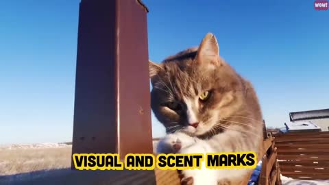 The Meaning Behind Strangest Cat Behaviors