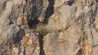 Bear Skillfully Scales Rock Face