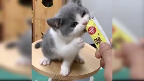 Funny Dogs And Cats Reaction To Food - CRAZY FUNNY