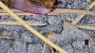 Little ant carrying an object across the sand / beautiful insect in nature.