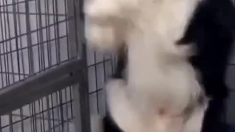 Dog fanny video