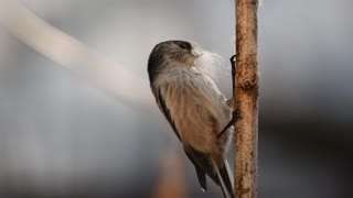 Female Long-Tailed Tit Bird In Forest
