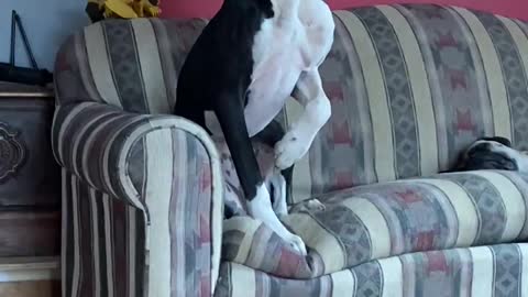 Great Dane is Scared of Harmless Bunny