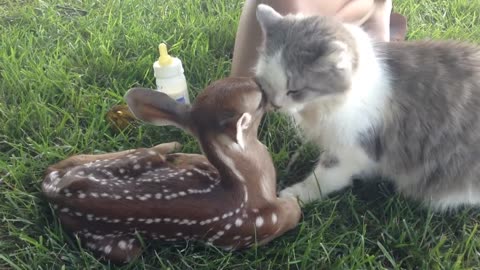 Daily Happy Video (1) - Baby Deer Befriends Cat!!