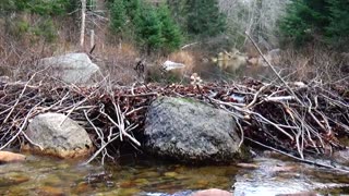 Beaver Dam