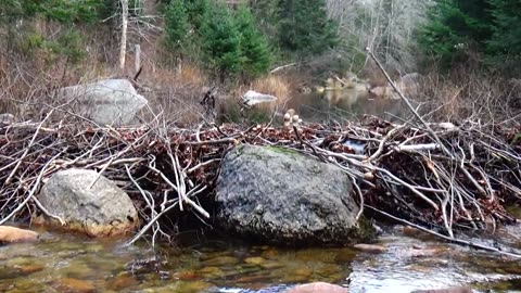 Beaver Dam