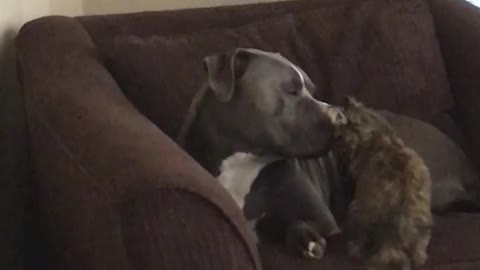 Grey dog licking cat on brown sofa
