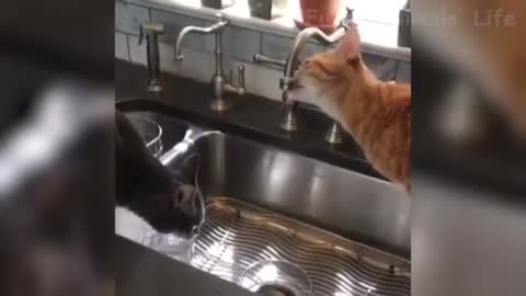 watch these cats and dogs go crazy really funny vidoes