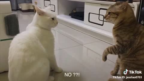 Funny Cat Talk