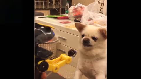 Dogs and Cats playing with their toys