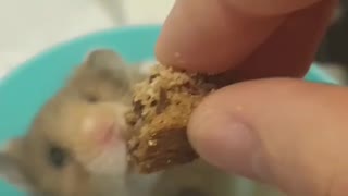 Hamster's food