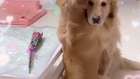 Funny Cats and Dogs Videos, Cute Dogs, Cute Cats Compilation