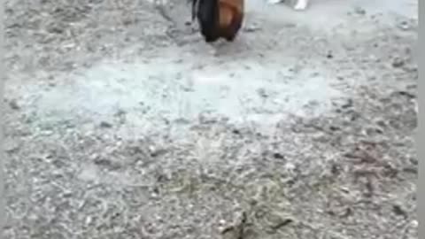 Chicken vs Dog going at it