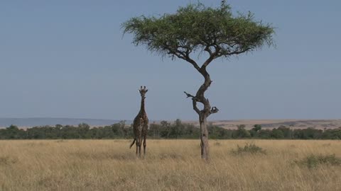 Giraffe standing under a tree on the savanna