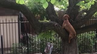 Dog climb tree like cat