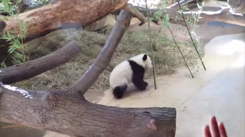 Panda fighting