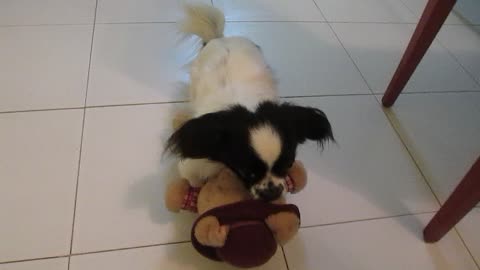 My dog want to kill his pig toy