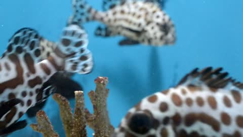 Aquarium Fisch Unboxing
