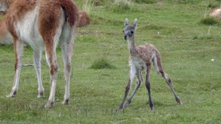 Guanaco giving birth in Patagonia