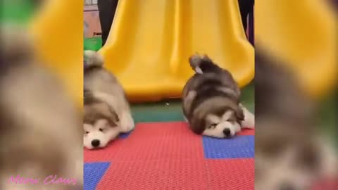 Cutest falling of alaskan malamute