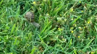 Snails invading my yard