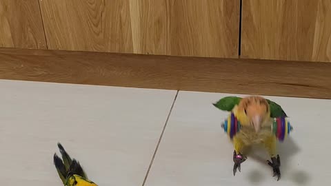 Weightlifting Parrots