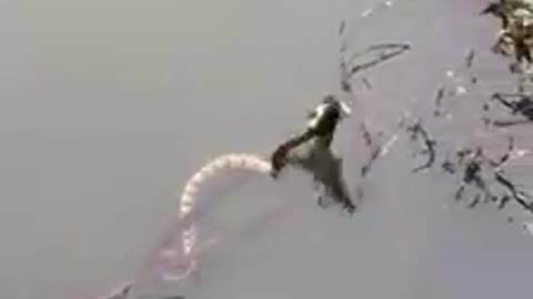 Snake Steals Fisherman's Catch Before He Can Reel It In