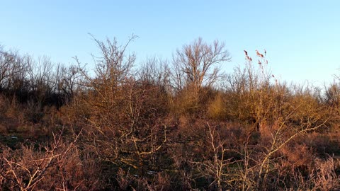 The noise of the forest. Birdsong. Wonderful sounds of nature. For relaxation and relaxation