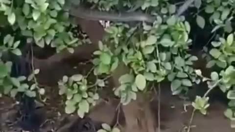 A daring mongoose grabs a dangerous snake from a tree.