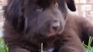 Cutest 9 week old Newfoundland puppy gets bur stuck in his mouth