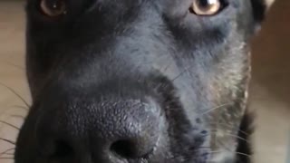 Slow motion video of a black dog licking peanut butter off its nose