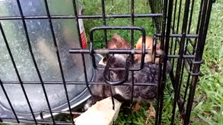 Pullet chicken babies in the cage