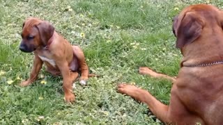 Big Dog Does Crawling Photo Bomb of Little Puppy