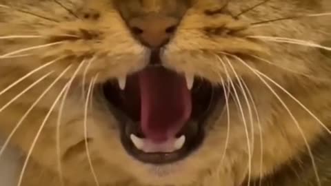 Funny Cat Video 😅😅😅