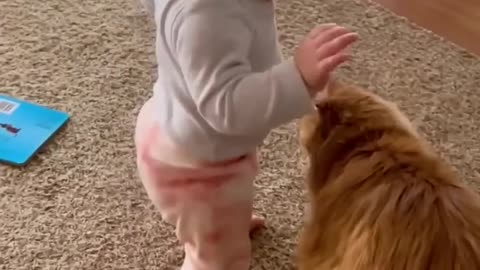 Adorable fluffy cat help the baby take first step.