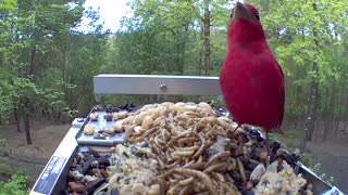 Summer Tanager