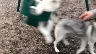 Puppy Swinging Life Away