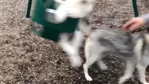 Puppy Swinging Life Away