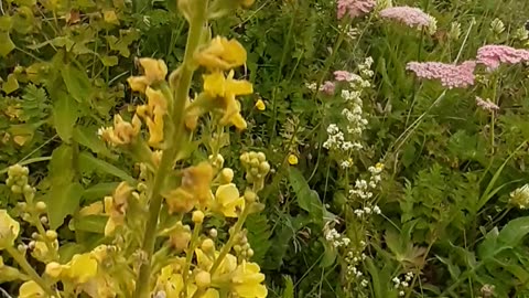 A section of leaf and flower species from village life / chapter 41