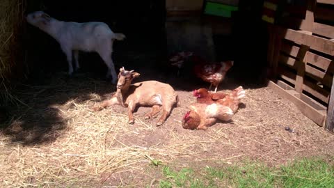 Little goat soaks up the sun with the hens