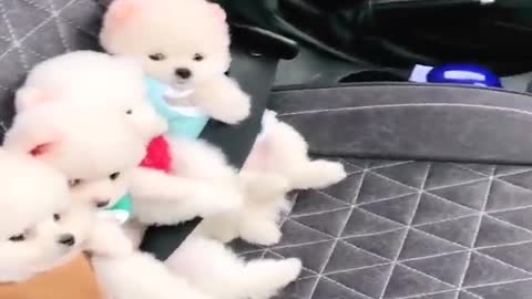 Mini Pomeranian Baby dogs by car